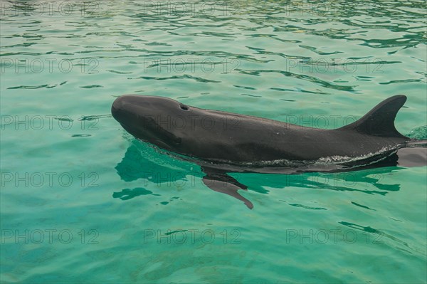 Short-finned Pilotwhale (Globicephala macrorhynchus)