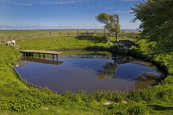 Fething on Hallig Suedfall in the Schleswig-Holstein Wadden Sea National Park