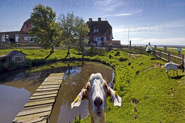 Fething on Hallig Suedfall in the Schleswig-Holstein Wadden Sea National Park