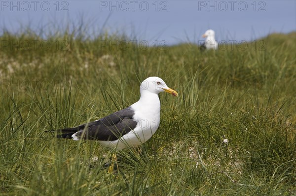 European herring gull (Larus argentatus)