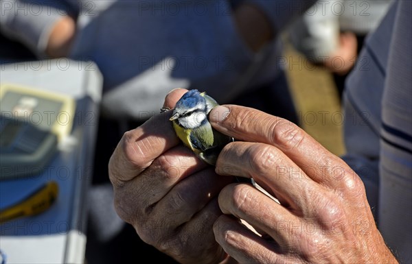 Blue tit (Cyanistes caeruleus) in the hands of an ornithologist during bird ringing