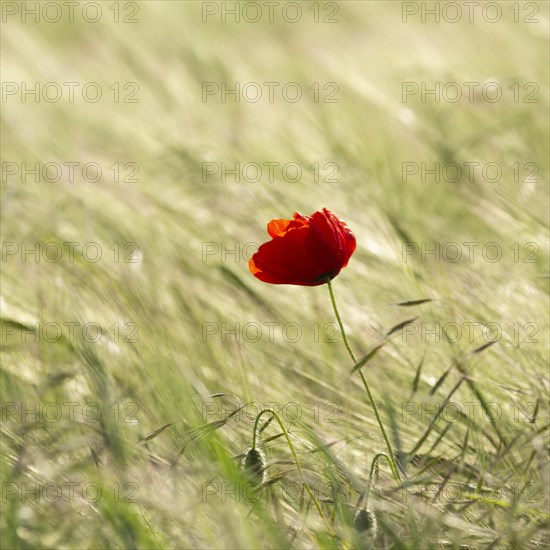 Close-up of a poppy flower