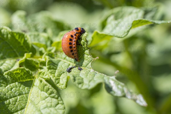 Larva of the Colorado potato beetle (Leptinotarsa decemlineata) on the leaf of a potato (Solanum tuberosum)