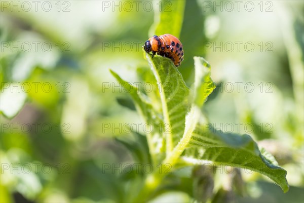 Larva of the Colorado potato beetle (Leptinotarsa decemlineata) on the leaf of a potato (Solanum tuberosum)