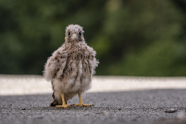 Common Common Kestrel (Falco tinnunculus)