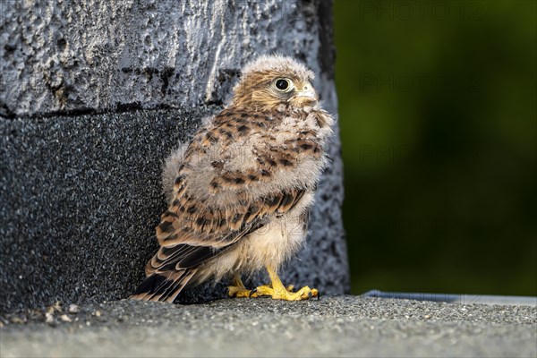 Common Common Kestrel (Falco tinnunculus)