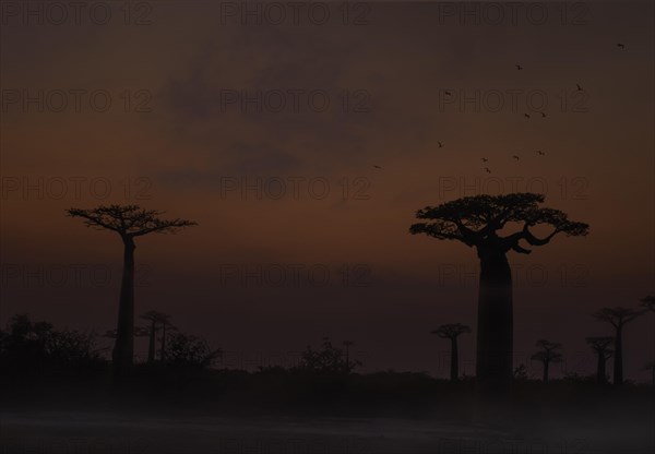 Baobab avenue at dawn (Andasonia grandidieri) in western Madagascar