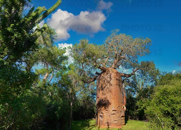 Baobab (Andasonia za) in the Reniala Reserve in the southwest of Madagascar