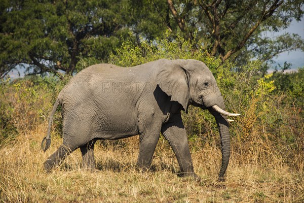 African elephant (Loxodonta africana)