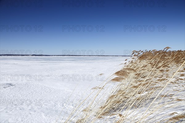 Winter landscape