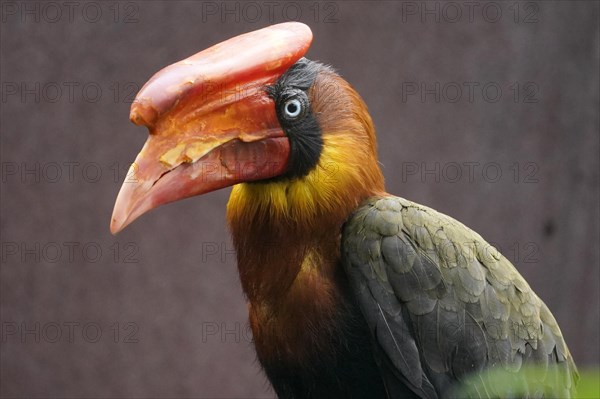 Rufous hornbill (Buceros hydrocorax)