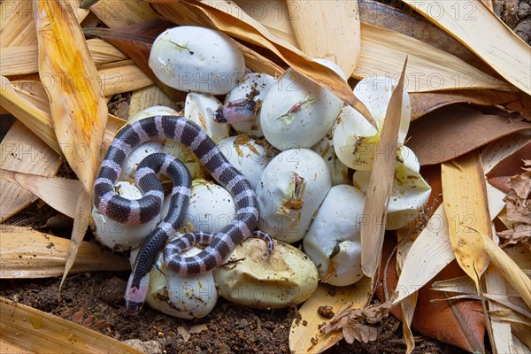 Banded Krait (Bungarus candidus)