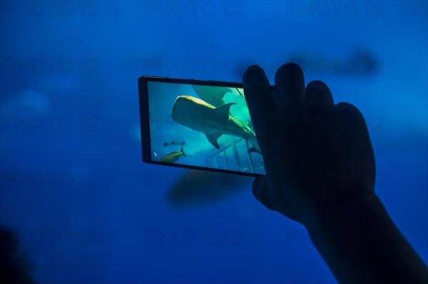 Whaleshark photographed with a mobile in the Churaumi Aquarium