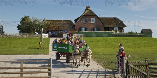 Horse-drawn carriage with tourists leaving Hallig Suedfall