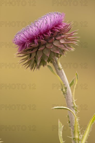 Musk Thistle (Carduus nutans) in inflorescence