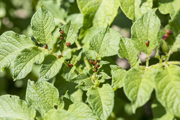 Larva of the Colorado potato beetle (Leptinotarsa decemlineata) on the leaf of a potato (Solanum tuberosum)