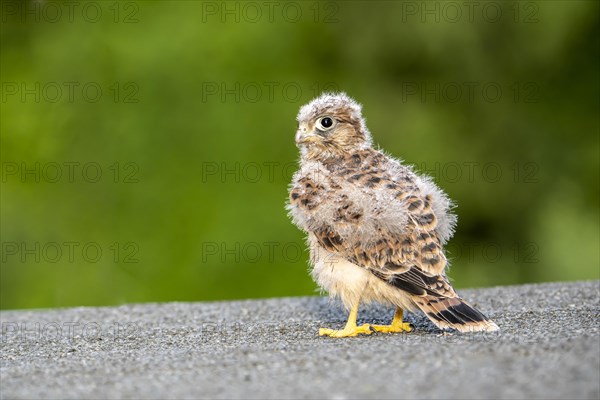 Common Common Kestrel (Falco tinnunculus)