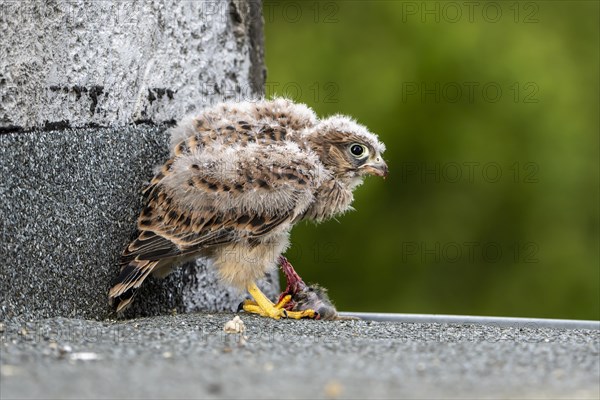 Common Common Kestrel (Falco tinnunculus)