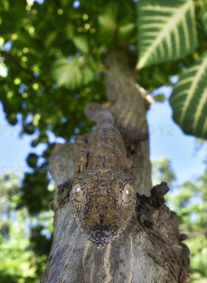 Leaf-tailed gecko Henkel's Leaf-tailed Gecko (Uroplatus henkeli) in the dry forests of Ankarana National Park