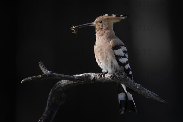 Hoopoe (Upupa epops) with mole cricket as food