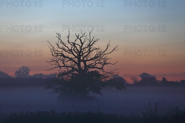Dead old oak on the floodplain meadows in the morning mist