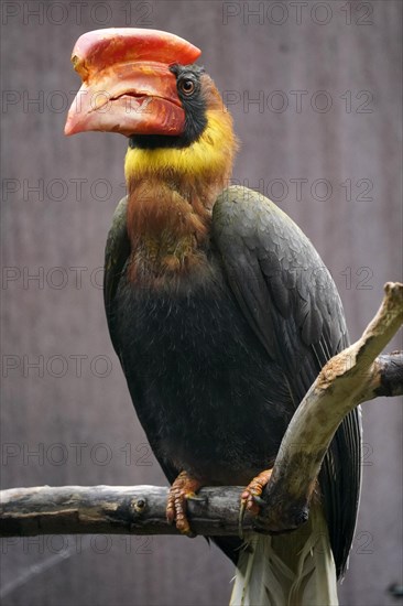 Rufous hornbill (Buceros hydrocorax)