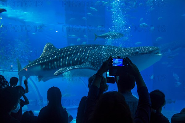 Whaleshark in the Churaumi Aquarium