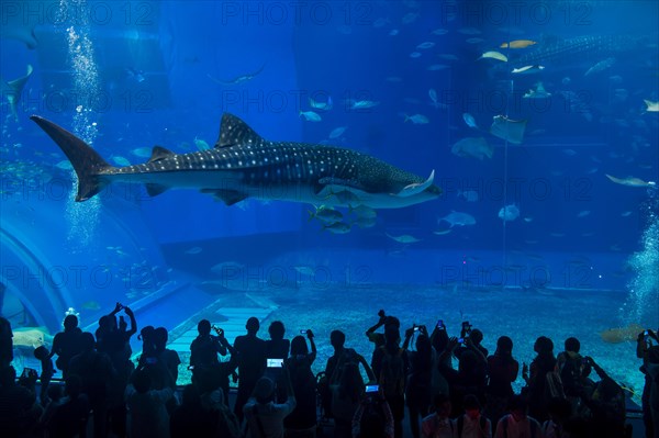 Whaleshark in the Churaumi Aquarium