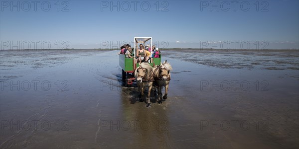 Horse-drawn carriage with tourists driving in the Schleswig-Holstein Wadden Sea National Park