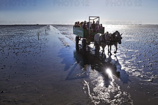 Horse-drawn carriage with tourists driving in the Schleswig-Holstein Wadden Sea National Park