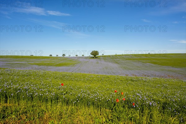 Flax (Linum usitatissimum) field in flower in Limagne plain