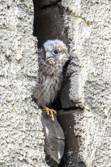 Common Common Kestrel (Falco tinnunculus)