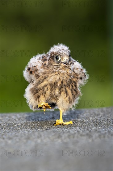 Common Common Kestrel (Falco tinnunculus)