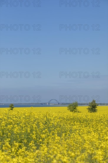 Fehmarnsund Bridge