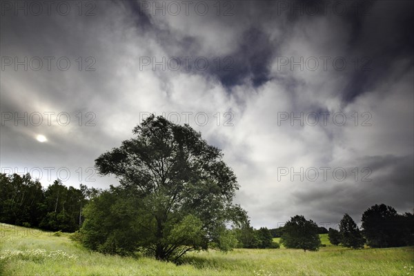 Tree at the Kolonnenweg