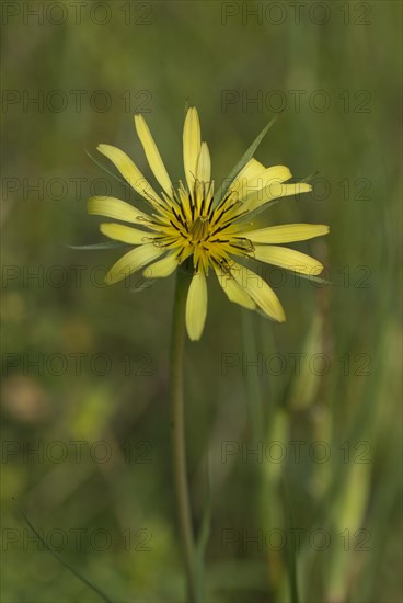 Meadow goat's-beard (Tragopogan pratensis) in flower