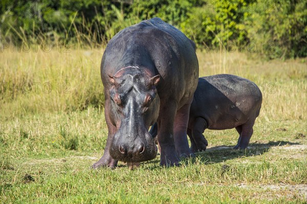 Hippopotamus (Hippopotamus amphibius)