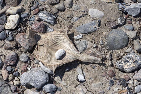 Dried flatfish on the beach