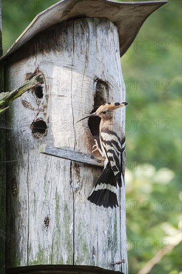 Hoopoe (Upupa epops) Hoopoe at the nesting box