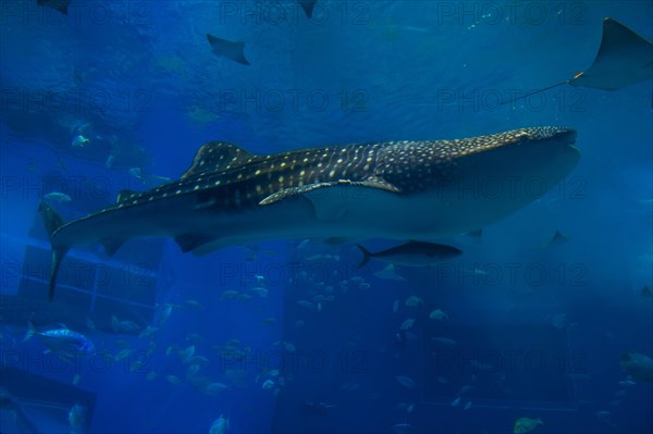 Whaleshark in the Churaumi Aquarium