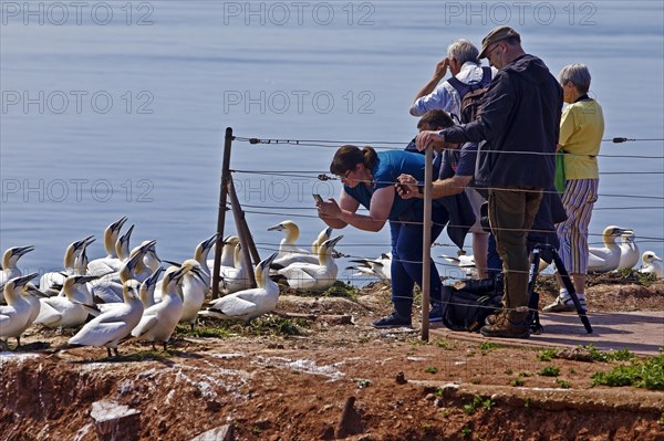 People and gannets (Morus bassanus) on the Lummenfelsen