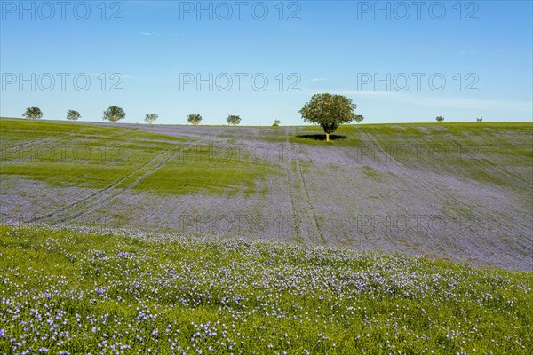 Flax (Linum usitatissimum) field in flower in Limagne plain