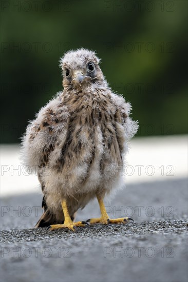 Common Common Kestrel (Falco tinnunculus)