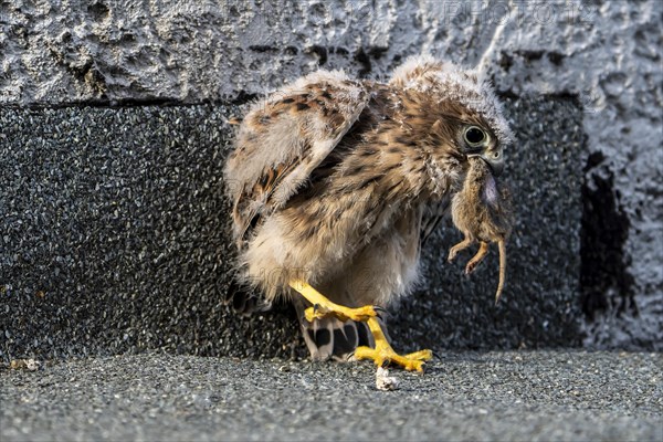 Common Common Kestrel (Falco tinnunculus)