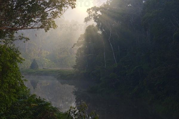 Rainforest of Andasibe at dawn