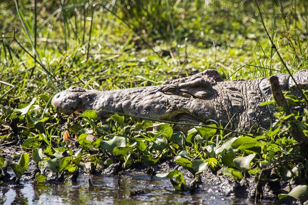 Crocodile (Crocodylinae)