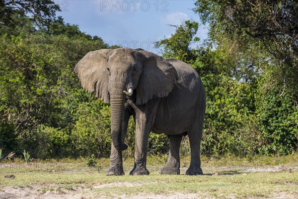 African elephant (Loxodonta africana)