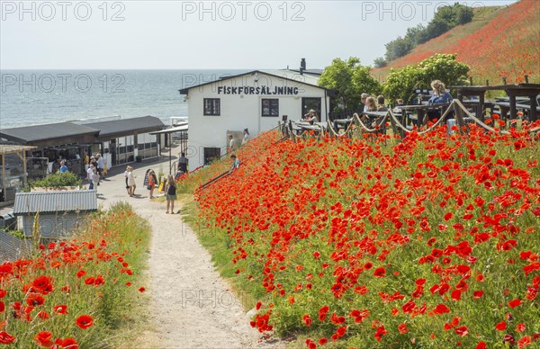 The hills over the fishing village Kaseberga are covered with red poppy flowers