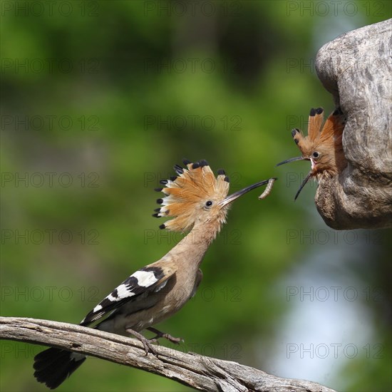 Hoopoe (Upupa epops)