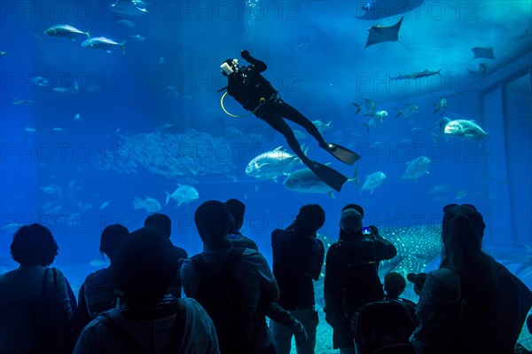 Diver cleaning the giant glass of the Churaumi Aquarium